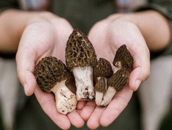 Сморчки и строчки: гид по самым ранним весенним грибам