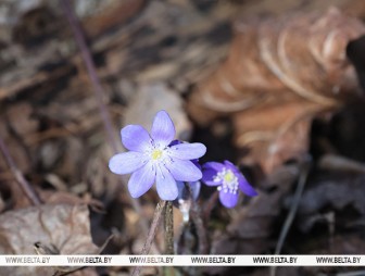 'Весна идет, весне дорогу'. Какой будет погода в Беларуси 23 марта?