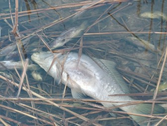 Что случилось с рыбой в озере возле пятой школы г. Мосты
