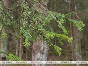 Ограничения на посещение лесов не затронули только два района Беларуси
