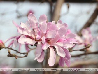 Будет ли в Беларуси усиление ветра 7 апреля, рассказали в Белгидромете