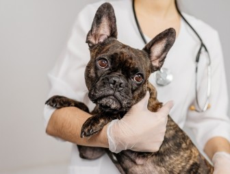 Позаботьтесь о домашних животных