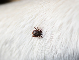 Клещи не дремлют