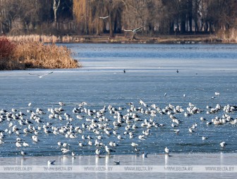 Какая погода ожидает белорусов 9 апреля? Рассказали синоптики