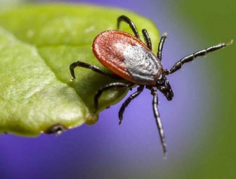 Ароматный щит: как защитить всю семью от клещей