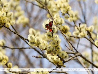 Будут ли в Беларуси ночные заморозки и снег 10 апреля, рассказали синоптики