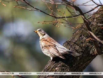 Все еще прохладно? В Белгидромете рассказали о погоде в Беларуси 11 апреля