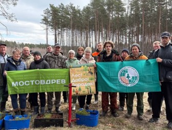 «Лес! Дабро! Парадак!» – свой вклад в восстановление лесных массивов нашего региона внёс коллектив ОАО «Мостовдрев»