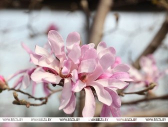 До каких значений поднимется столбик термометра в Беларуси 14 апреля, рассказали синоптики