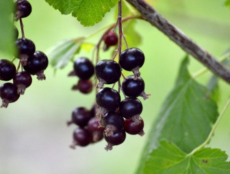 Уход за смородиной весной: выполните эти три важные работы