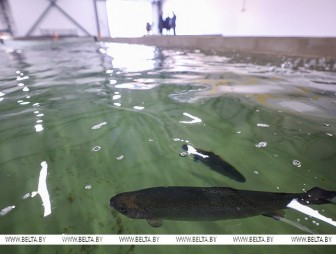 Александр Лукашенко предложили расширить производство ценных пород рыб