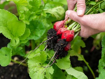 Знаете ли вы, как правильно посеять редис в апреле?