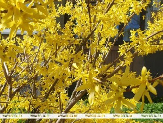 Оранжевый уровень опасности объявлен в Беларуси на 23 апреля. О чем предупреждают синоптики?