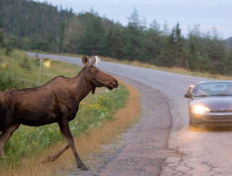 В мае возрастает количество ДТП с дикими животными. Что важно знать каждому водителю?