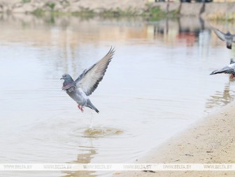 Ночные заморозки до −3°С прогнозируются в Беларуси 25 апреля