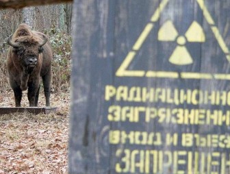 Чернобыль 40 лет спустя. В зону отчуждения вернулись животные, находящиеся под угрозой исчезновения