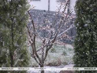 Ждать ли заморозков 28 апреля в Беларуси, ответили синоптики