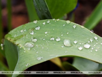 Зима не отпускает? Ждать ли мокрого снега белорусам 29 апреля, ответили синоптики