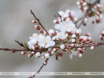 Теплую одежду пока не убираем. Будут ли заморозки в Беларуси 1 мая, рассказали синоптики