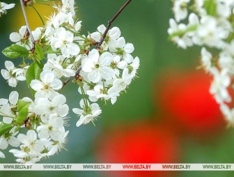 Строить ли планы на пикник 16 мая? Синоптики дали прогноз