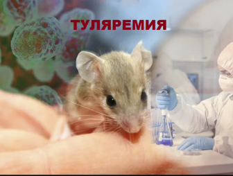 Малая чума: как распознать и предотвратить туляремию?