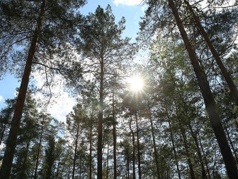 В первой десятке лесных государств Европы. Белстат представил обзор ко Дню работников леса