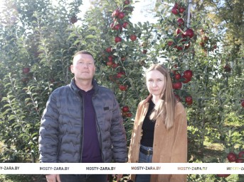 Кто на Мостовщине выращивает наливные яблочки