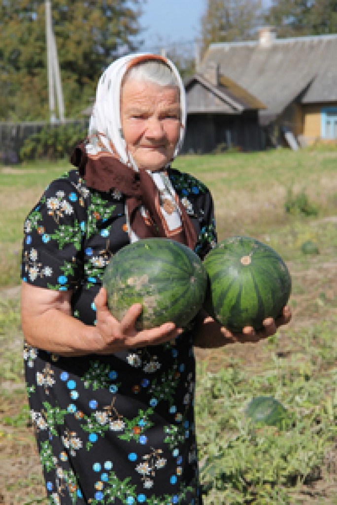 Сонечная плантацыя ў Міжава