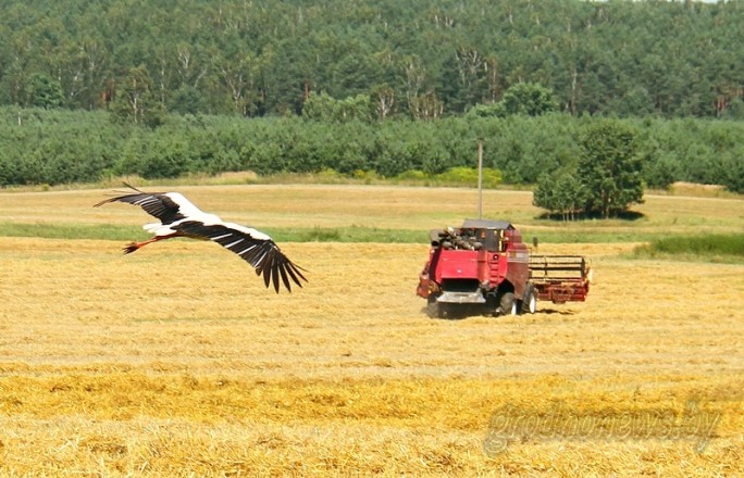 Белорусские аграрии намолотили более 5 миллионов тонн зерна