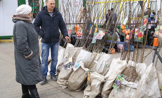 Идем на посадку. Как правильно выбрать саженцы на дачу?