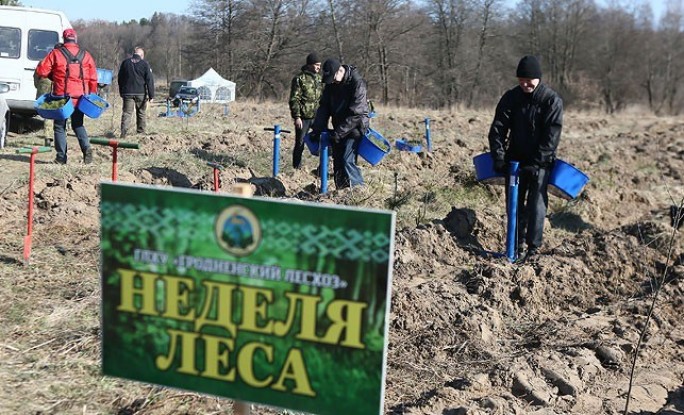 Cвыше 20 тысяч саженцев сосны высажено в районе Августовского канала