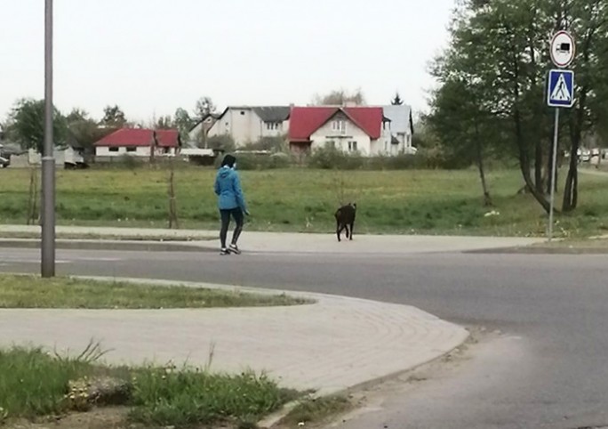 Мостовчане жалуются, что владельцы собак не убирают за питомцами. Положен ли за это штраф?