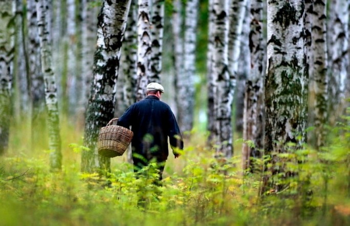 В лесах Беларуси продолжают пропадать грибники. Как не заблудиться?