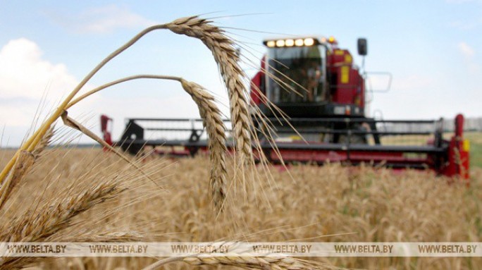 Темпы уборочной кампании в Беларуси выше прошлогодней