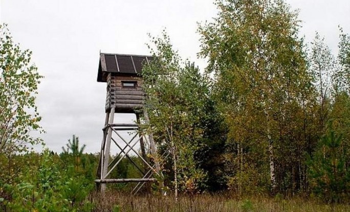 Под Гродно женщина всю ночь просидела на охотничьей вышке, а потом встретила волка