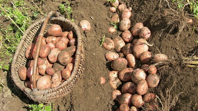 В Беларуси убран картофель