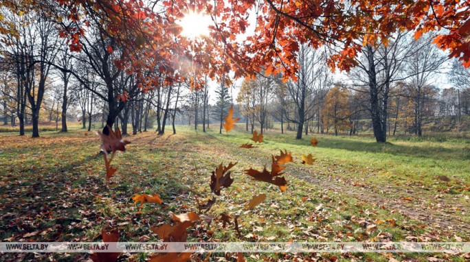 Сильный ветер ожидается в Беларуси 3 ноября