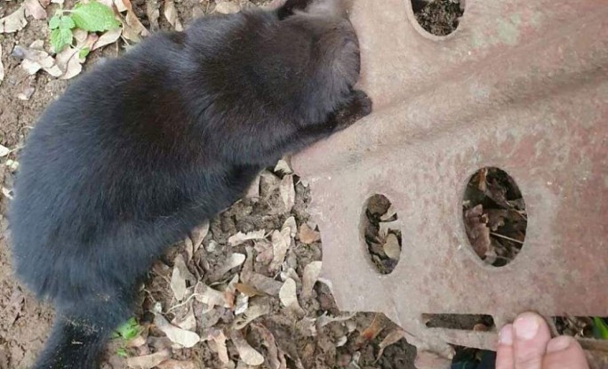 В Волковыске работники РОЧС спасли застрявшего в заборе котенка