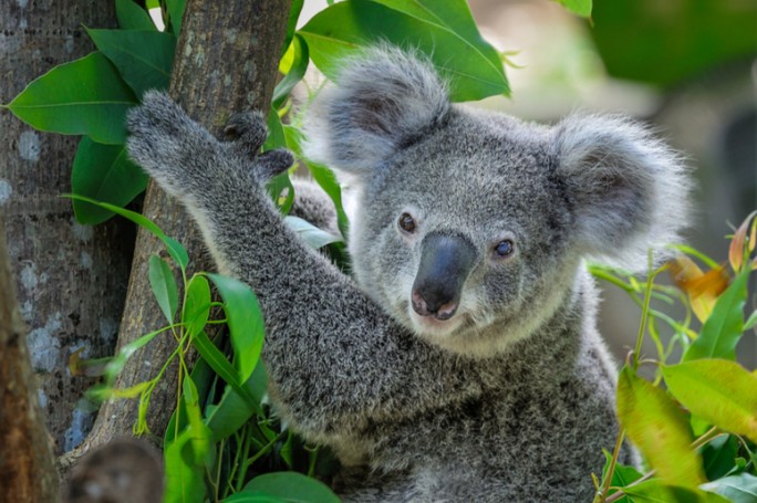 В Австралии популяция коал оказалась под угрозой из-за лесных пожаров