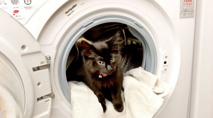 Хозяйка случайно 'постирала' своего котенка в Великобритании