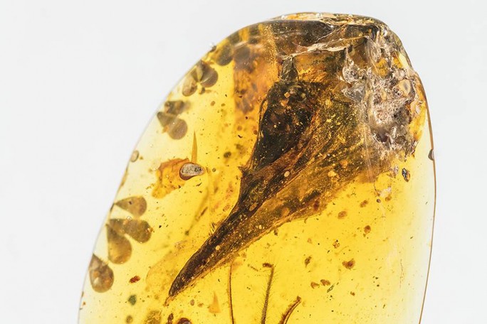В янтаре нашли останки самого маленького динозавра мезозоя. По размеру он схож с колибри