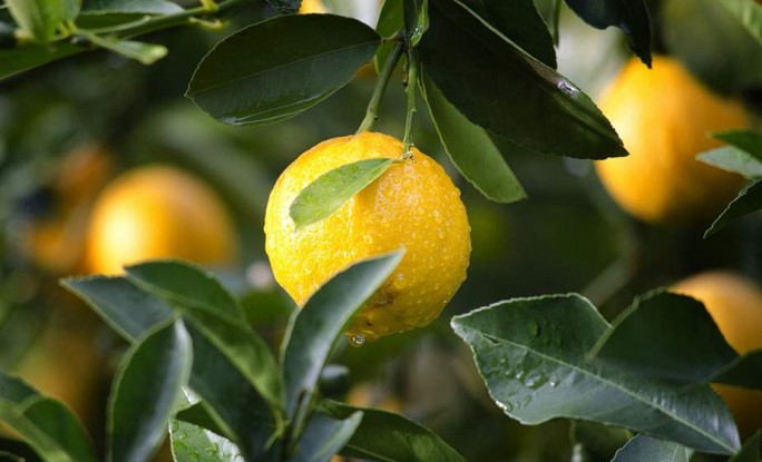Власти Турции запретили вывозить из страны лимоны