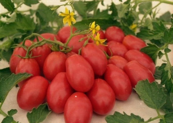 Есть или не есть: польза и вред помидоров