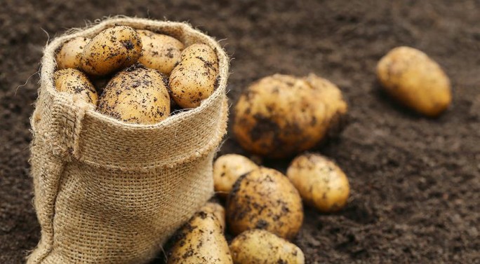 Почему сейчас не стоит торопиться с посадкой картофеля?