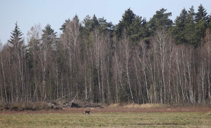 Запрет на посещение лесов действует в 66 районах Беларуси