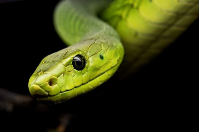 В Индии обнаружили двухголовую змею