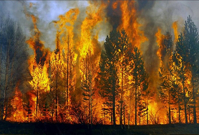Сбережём лес от пожаров вместе!