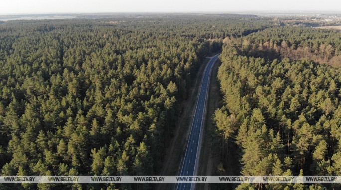 Запрет на посещение лесов действует в шести районах Беларуси