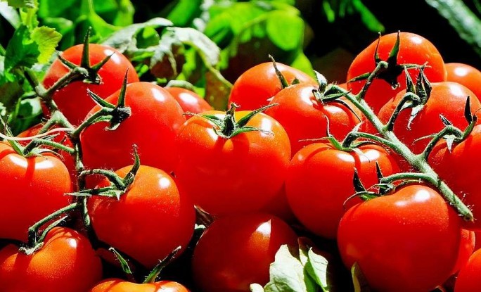 3 секрета выращивания вкусных томатов