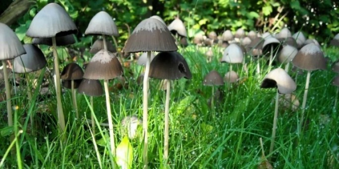 Под Волковыском 6-летний мальчик отравился грибами